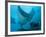 Manta Rays with Diver, Yap Island, Caroline Islands, Micronesia-Amos Nachoum-Framed Photographic Print