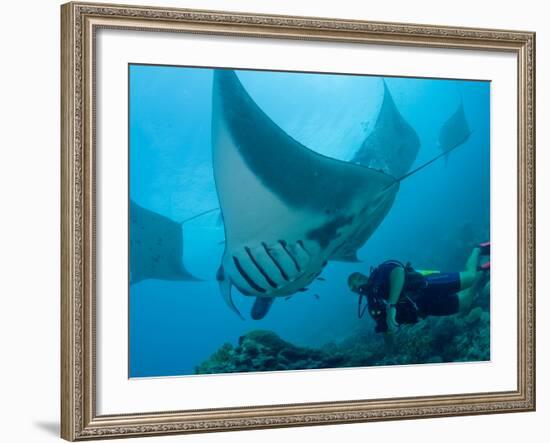 Manta Rays with Diver, Yap Island, Caroline Islands, Micronesia-Amos Nachoum-Framed Photographic Print