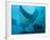 Manta Rays with Diver, Yap Island, Caroline Islands, Micronesia-Amos Nachoum-Framed Photographic Print