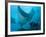 Manta Rays with Diver, Yap Island, Caroline Islands, Micronesia-Amos Nachoum-Framed Photographic Print