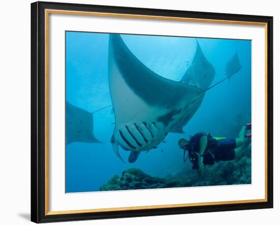 Manta Rays with Diver, Yap Island, Caroline Islands, Micronesia-Amos Nachoum-Framed Photographic Print