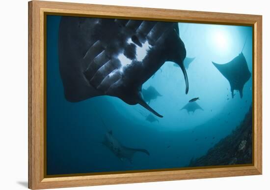 Manta Rays-Matthew Oldfield-Framed Premier Image Canvas