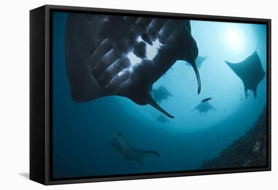 Manta Rays-Matthew Oldfield-Framed Premier Image Canvas