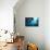 Manta Rays-Matthew Oldfield-Photographic Print displayed on a wall