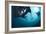 Manta Rays-Matthew Oldfield-Framed Photographic Print