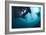 Manta Rays-Matthew Oldfield-Framed Photographic Print