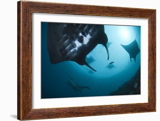 Manta Rays-Matthew Oldfield-Framed Photographic Print