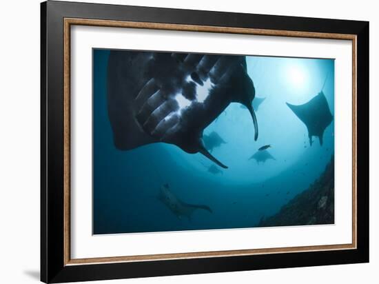 Manta Rays-Matthew Oldfield-Framed Photographic Print