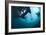 Manta Rays-Matthew Oldfield-Framed Photographic Print