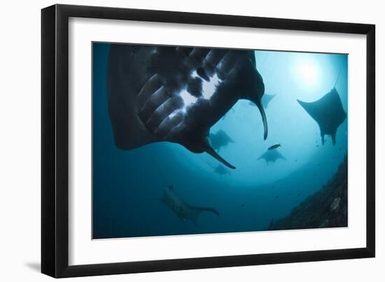 Manta Rays-Matthew Oldfield-Framed Photographic Print