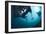 Manta Rays-Matthew Oldfield-Framed Photographic Print