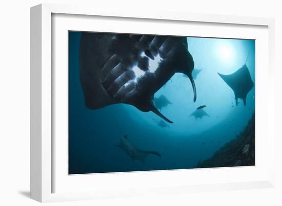 Manta Rays-Matthew Oldfield-Framed Photographic Print