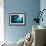 Manta Rays-Matthew Oldfield-Framed Photographic Print displayed on a wall