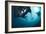 Manta Rays-Matthew Oldfield-Framed Photographic Print