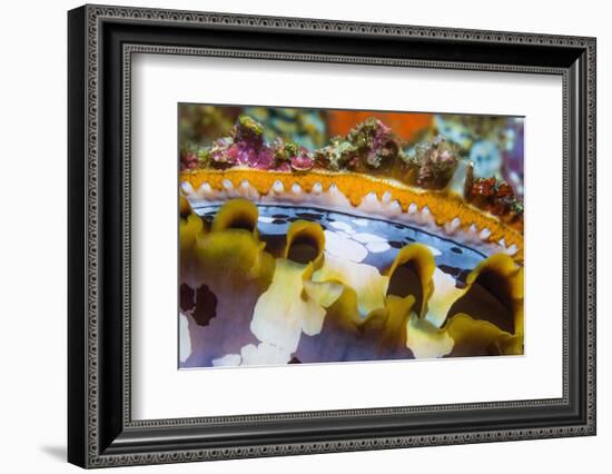 Mantel of Spiny oyster, Indonesia, Indo-West Pacific-Georgette Douwma-Framed Photographic Print