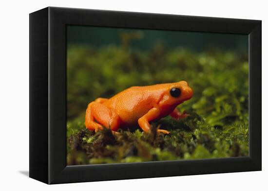 Mantella Aurantiaca-DLILLC-Framed Premier Image Canvas