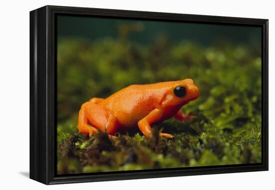 Mantella Aurantiaca-DLILLC-Framed Premier Image Canvas