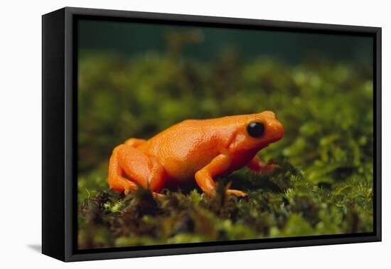 Mantella Aurantiaca-DLILLC-Framed Premier Image Canvas