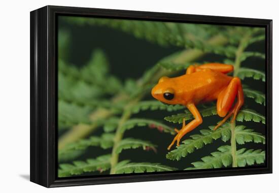 Mantella Aurantiaca-DLILLC-Framed Premier Image Canvas