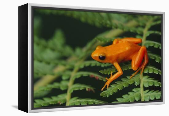 Mantella Aurantiaca-DLILLC-Framed Premier Image Canvas