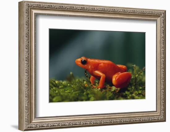 Mantella Aurantiaca-DLILLC-Framed Photographic Print