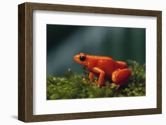 Mantella Aurantiaca-DLILLC-Framed Photographic Print