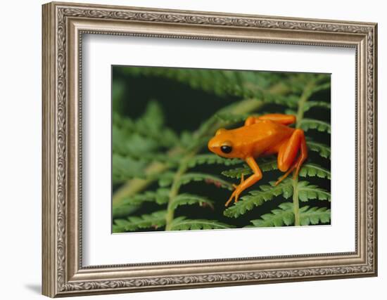 Mantella Aurantiaca-DLILLC-Framed Photographic Print