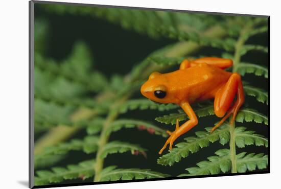 Mantella Aurantiaca-DLILLC-Mounted Photographic Print