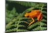 Mantella Aurantiaca-DLILLC-Mounted Photographic Print