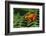 Mantella Aurantiaca-DLILLC-Framed Photographic Print