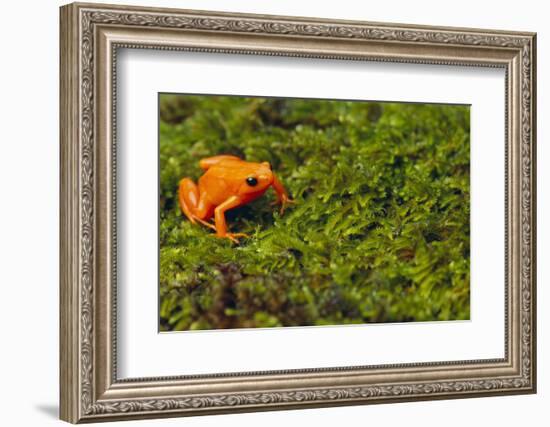 Mantella Aurantiaca-DLILLC-Framed Photographic Print