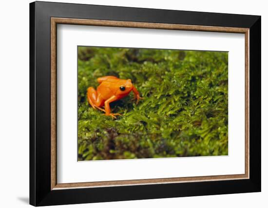 Mantella Aurantiaca-DLILLC-Framed Photographic Print