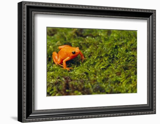 Mantella Aurantiaca-DLILLC-Framed Photographic Print