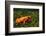 Mantella Aurantiaca-DLILLC-Framed Photographic Print