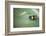 Mantella Baroni, a Frog Endemic to Madagascar, Africa-Matthew Williams-Ellis-Framed Photographic Print