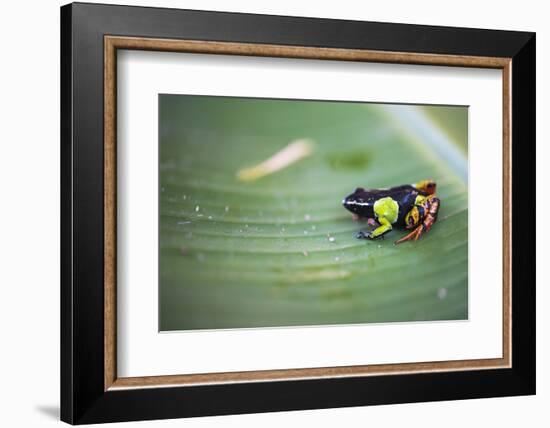 Mantella Baroni, a Frog Endemic to Madagascar, Africa-Matthew Williams-Ellis-Framed Photographic Print