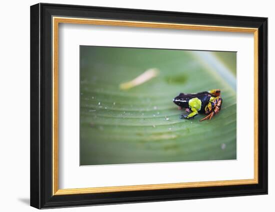 Mantella Baroni, a Frog Endemic to Madagascar, Africa-Matthew Williams-Ellis-Framed Photographic Print