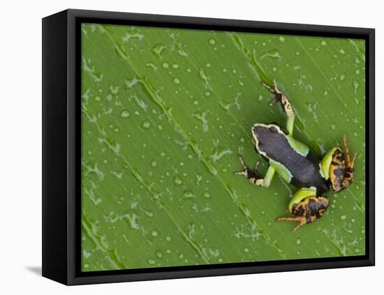Mantella Frog on Leaf, Madagascar-Edwin Giesbers-Framed Premier Image Canvas