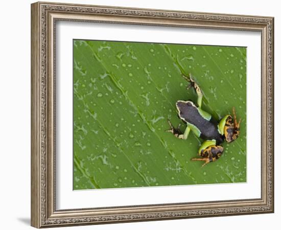 Mantella Frog on Leaf, Madagascar-Edwin Giesbers-Framed Photographic Print