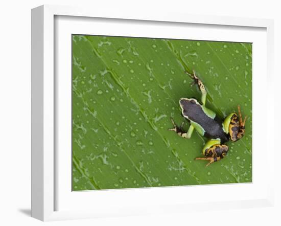 Mantella Frog on Leaf, Madagascar-Edwin Giesbers-Framed Photographic Print