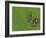 Mantella Frog on Leaf, Madagascar-Edwin Giesbers-Framed Photographic Print