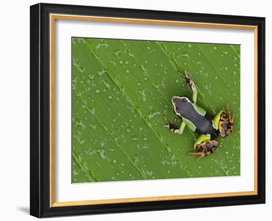 Mantella Frog on Leaf, Madagascar-Edwin Giesbers-Framed Photographic Print