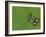 Mantella Frog on Leaf, Madagascar-Edwin Giesbers-Framed Photographic Print