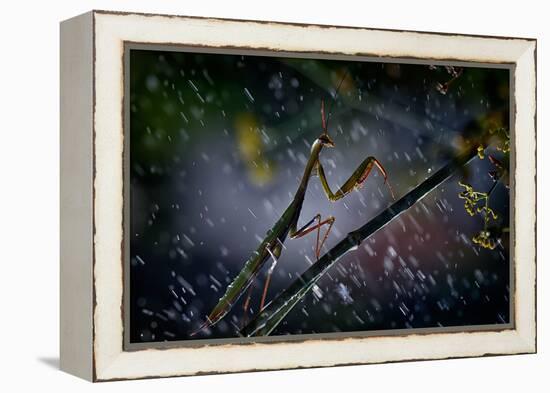 Mantis in the Rain-Antonio Grambone-Framed Premier Image Canvas