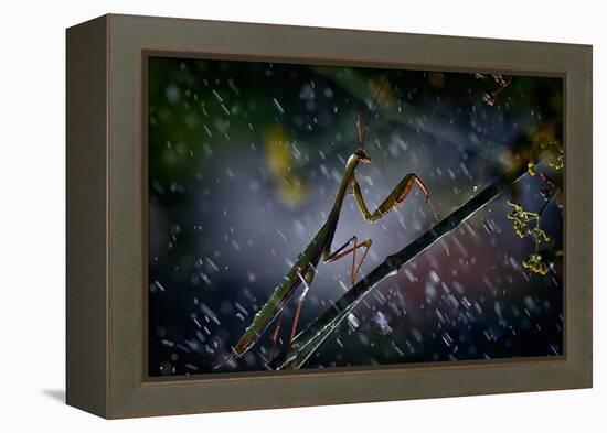 Mantis in the Rain-Antonio Grambone-Framed Premier Image Canvas