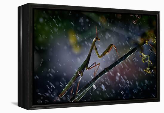 Mantis in the Rain-Antonio Grambone-Framed Premier Image Canvas