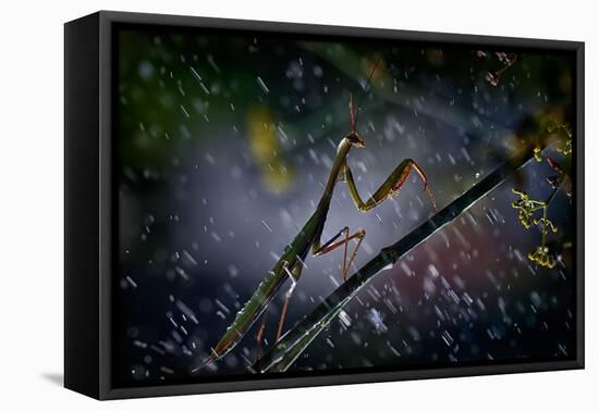 Mantis in the Rain-Antonio Grambone-Framed Premier Image Canvas