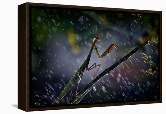 Mantis in the Rain-Antonio Grambone-Framed Premier Image Canvas