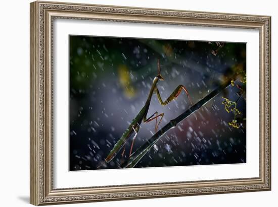 Mantis in the Rain-Antonio Grambone-Framed Photographic Print