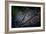 Mantis in the Rain-Antonio Grambone-Framed Photographic Print